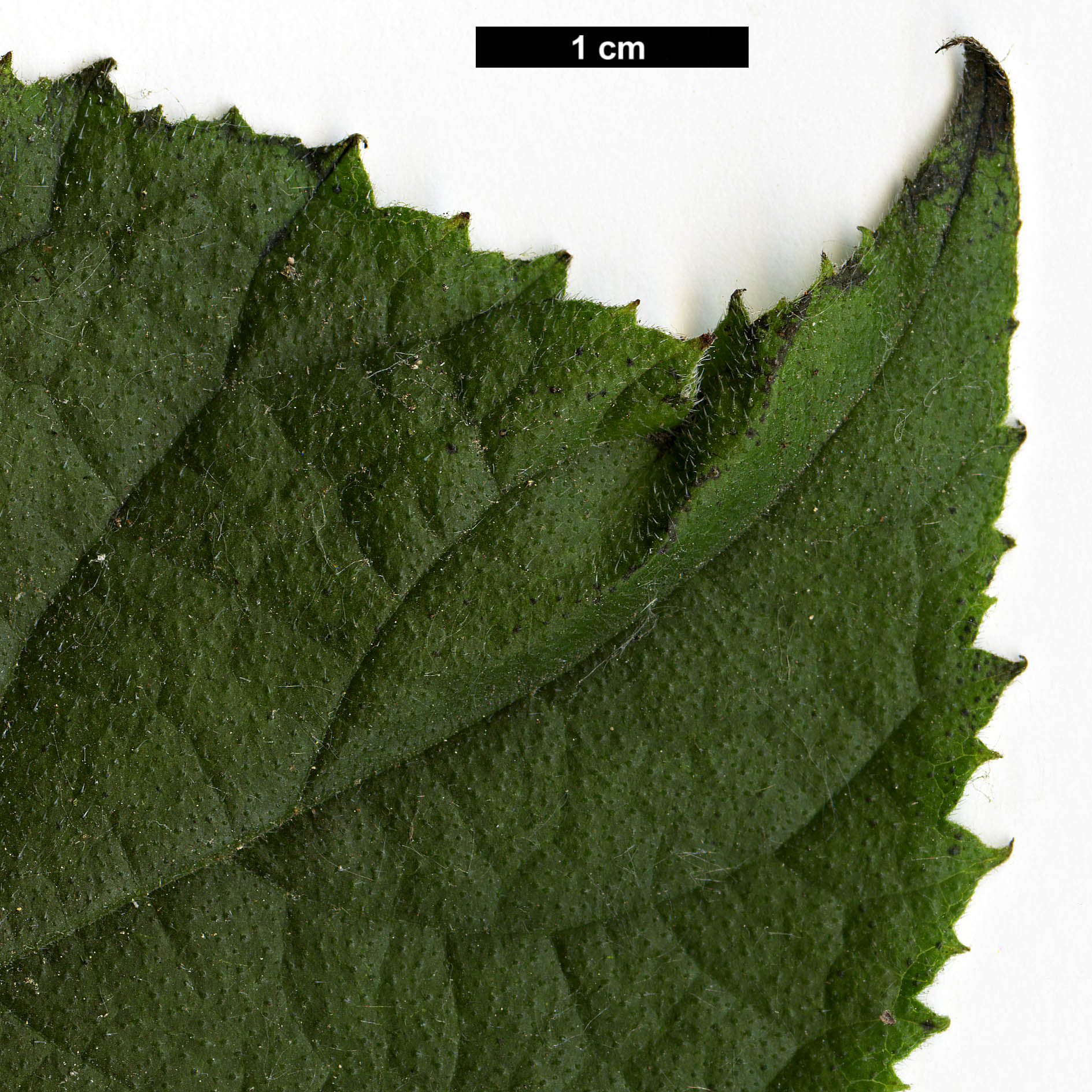 High resolution image: Family: Boraginaceae - Genus: Ehretia - Taxon: dicksonii