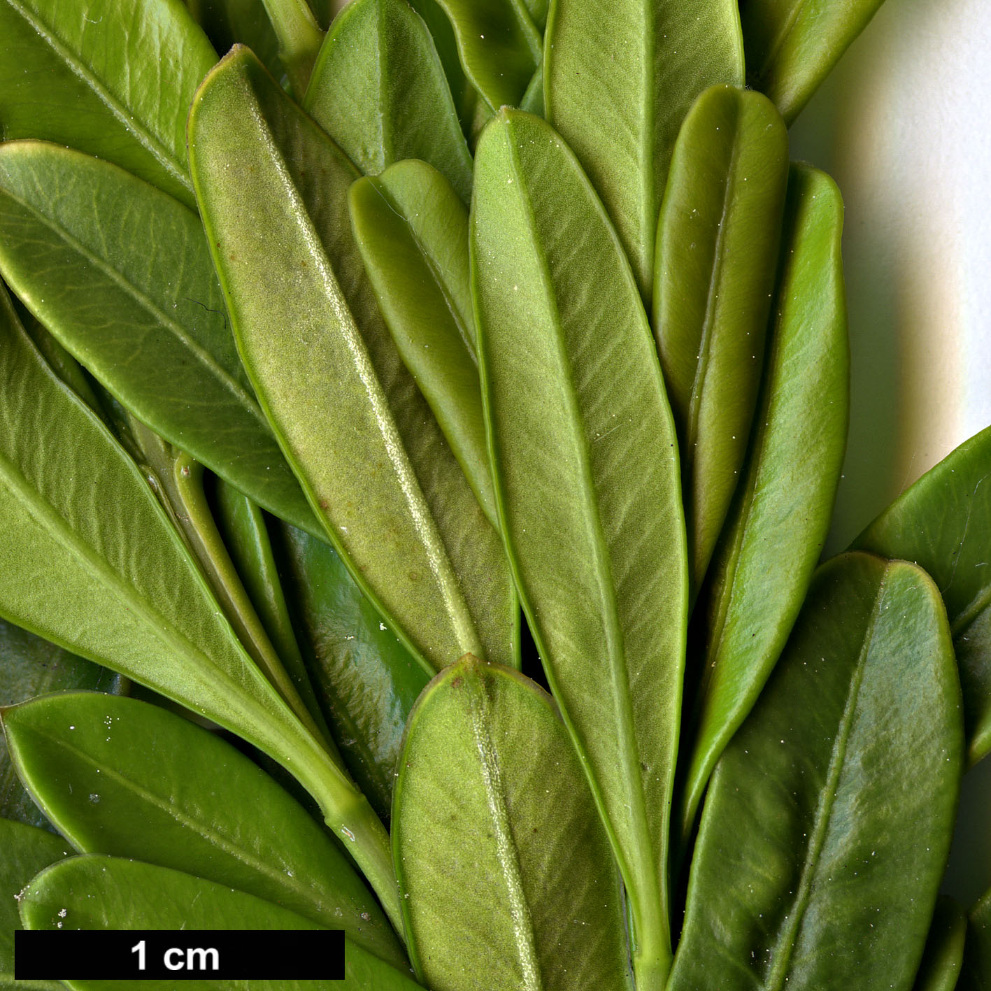 High resolution image: Family: Buxaceae - Genus: Buxus - Taxon: bodinieri