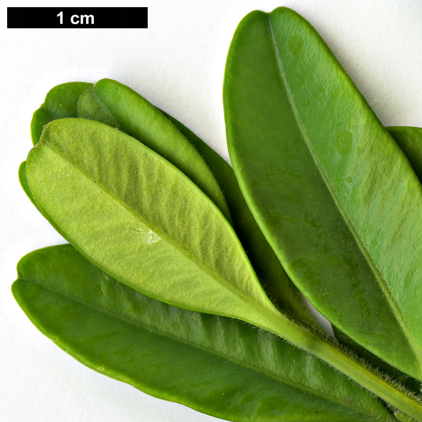 High resolution image: Family: Buxaceae - Genus: Buxus - Taxon: colhica
