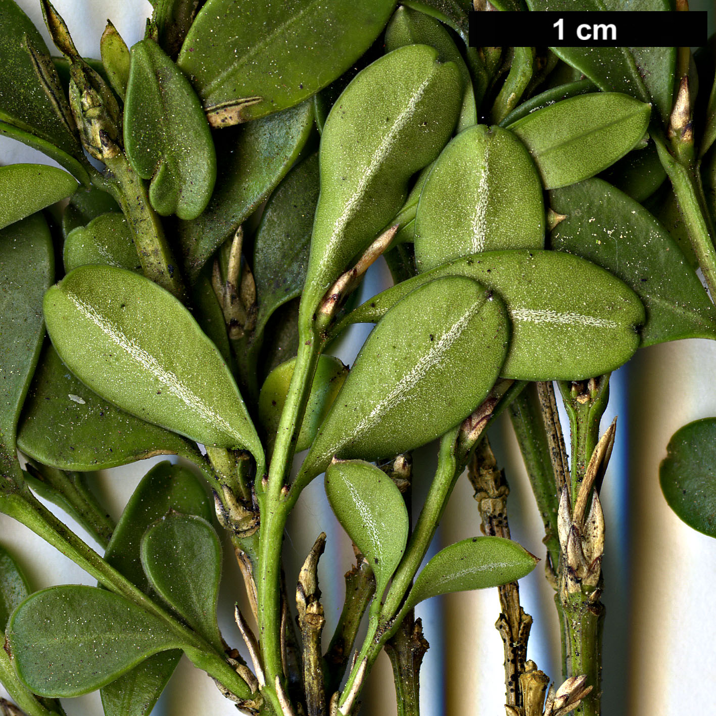 High resolution image: Family: Buxaceae - Genus: Buxus - Taxon: microphylla - SpeciesSub: 'Rococco'