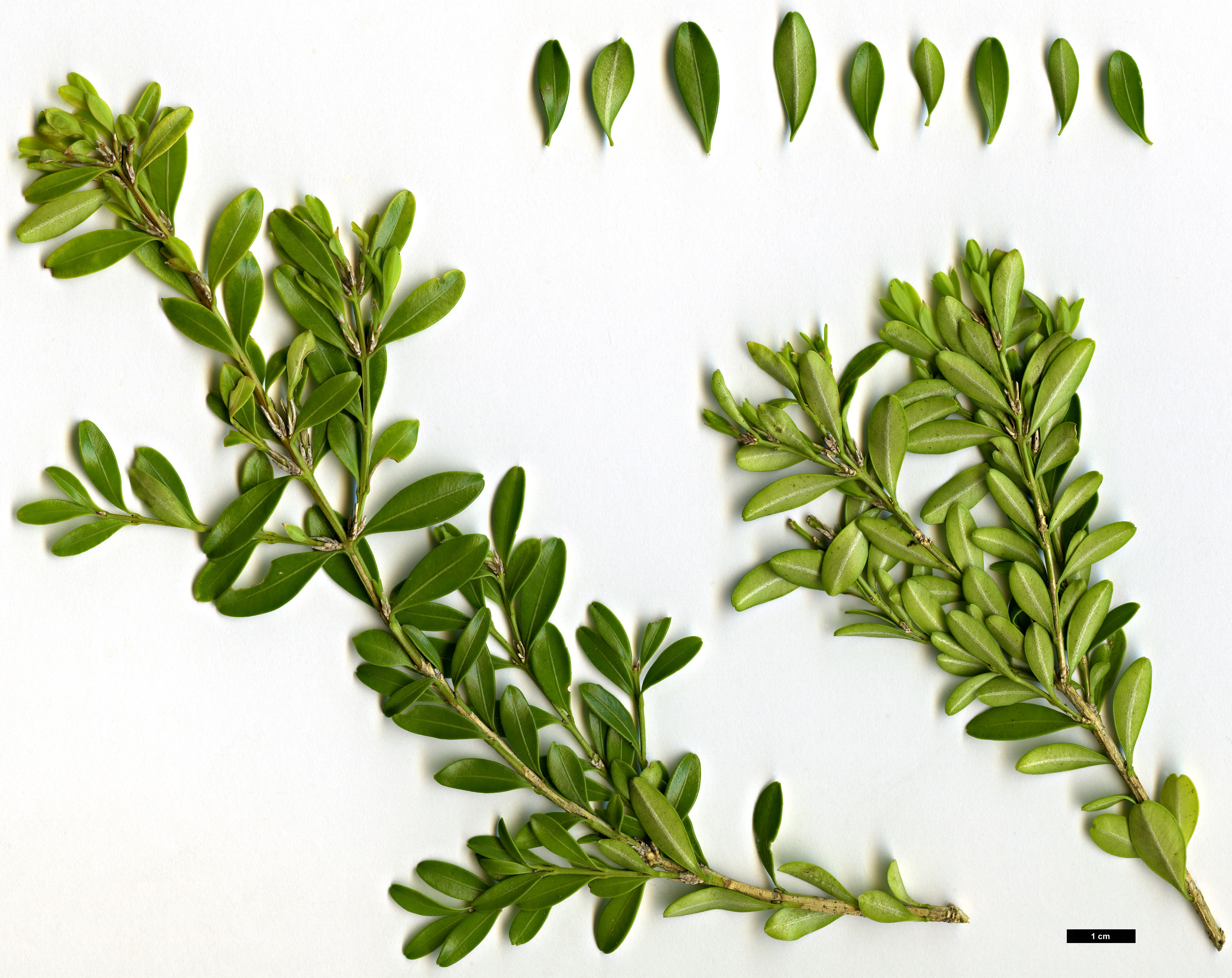 High resolution image: Family: Buxaceae - Genus: Buxus - Taxon: microphylla