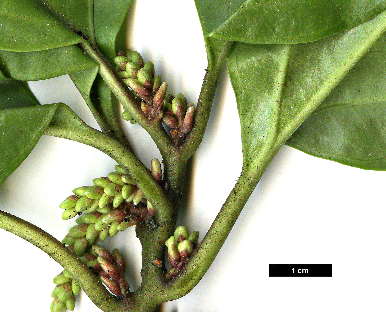 High resolution image: Family: Buxaceae - Genus: Pachysandra - Taxon: axillaris