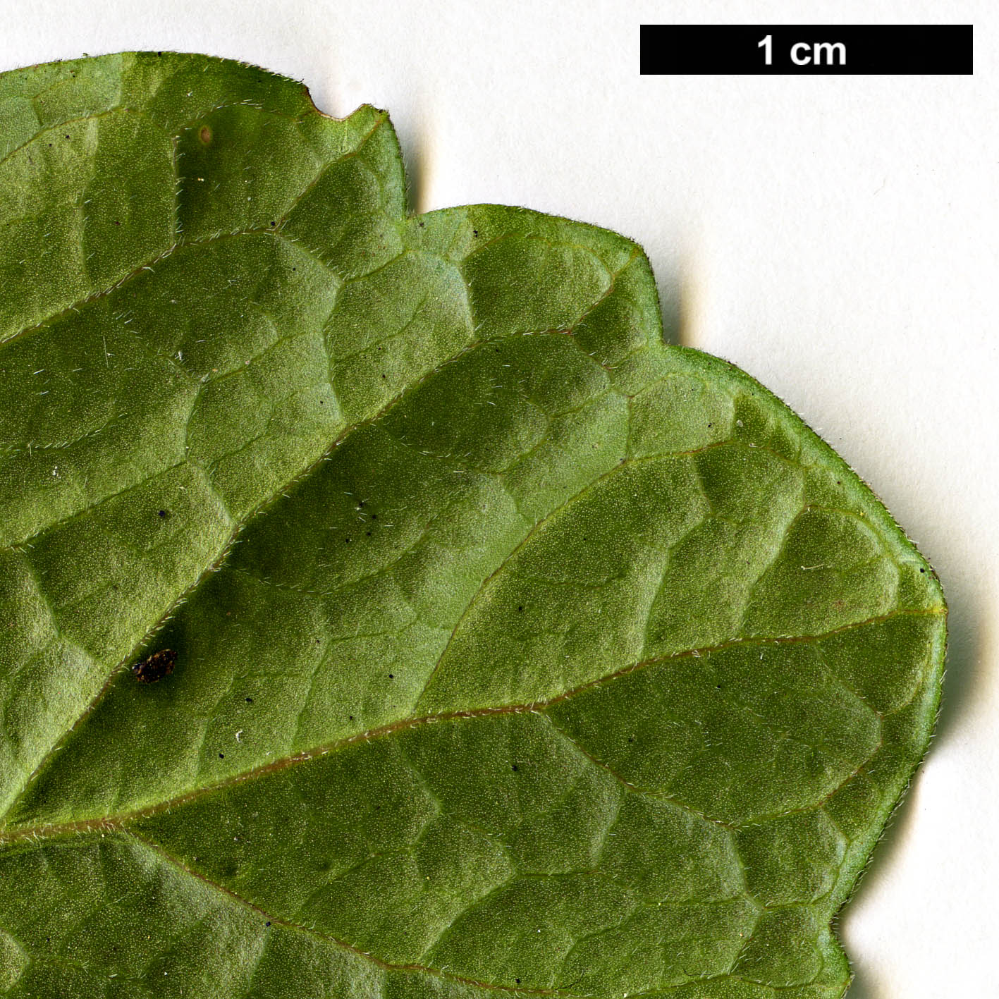 High resolution image: Family: Buxaceae - Genus: Pachysandra - Taxon: procumbens