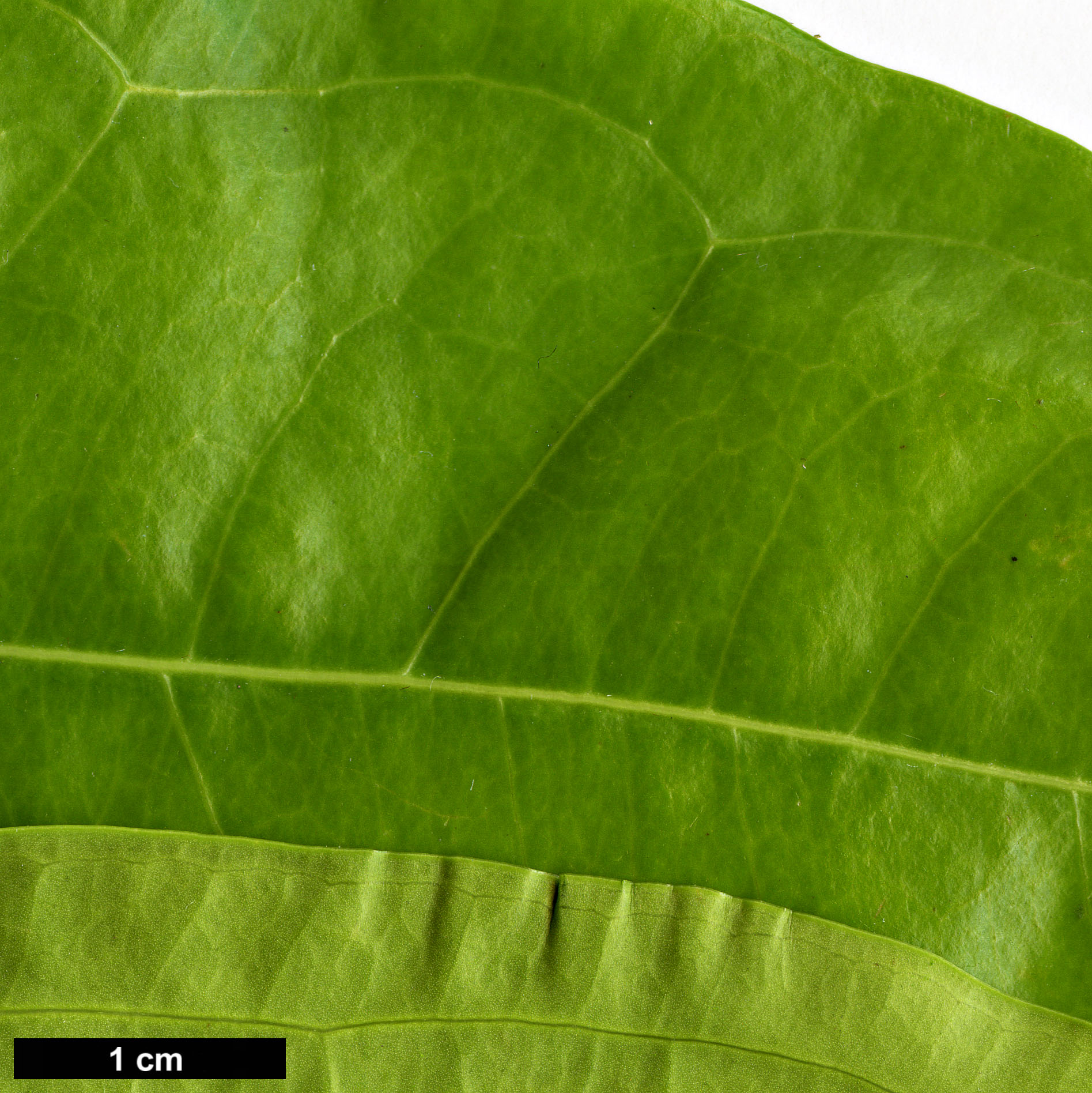 High resolution image: Family: Buxaceae - Genus: Sarcococca - Taxon: coriacea