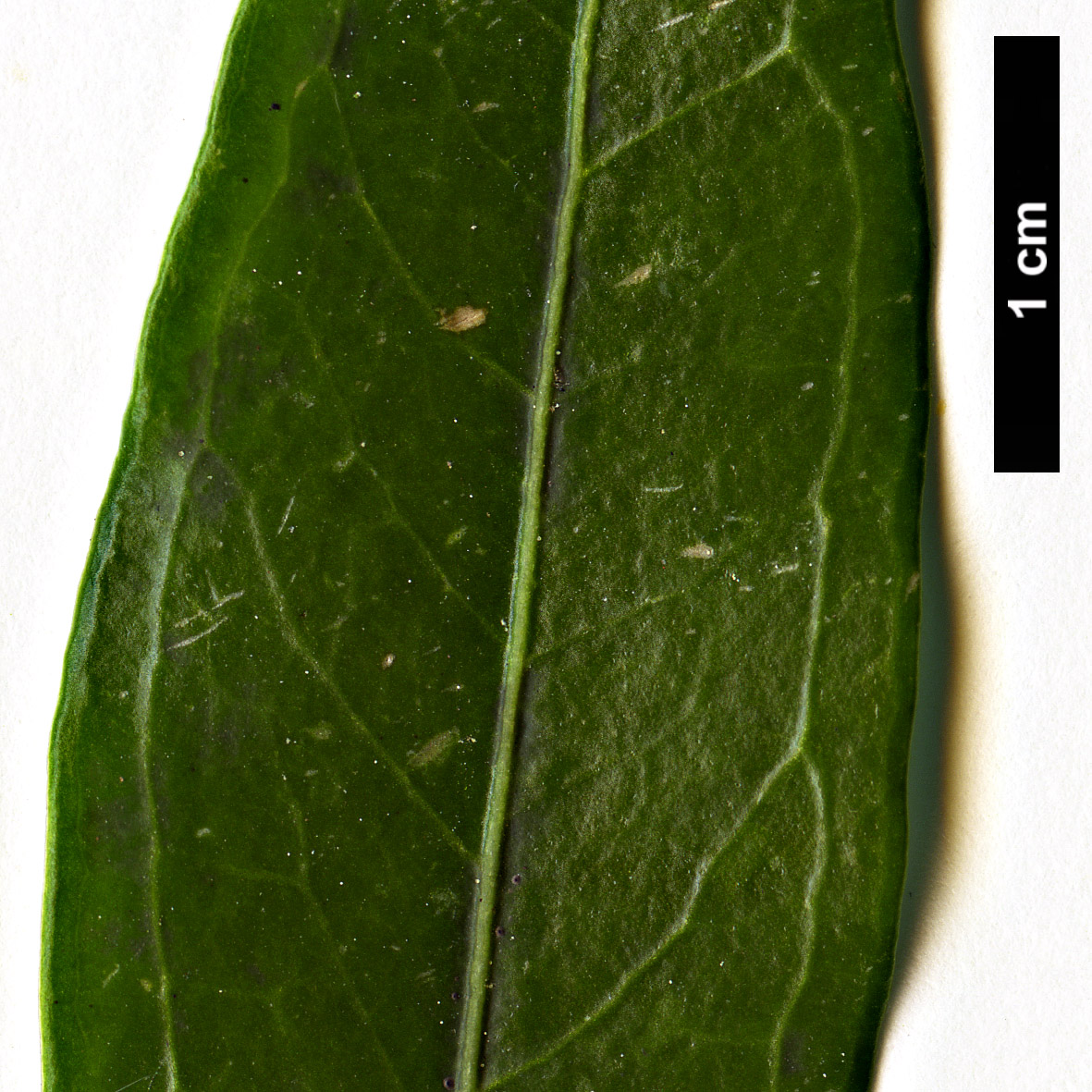 High resolution image: Family: Buxaceae - Genus: Sarcococca - Taxon: saligna