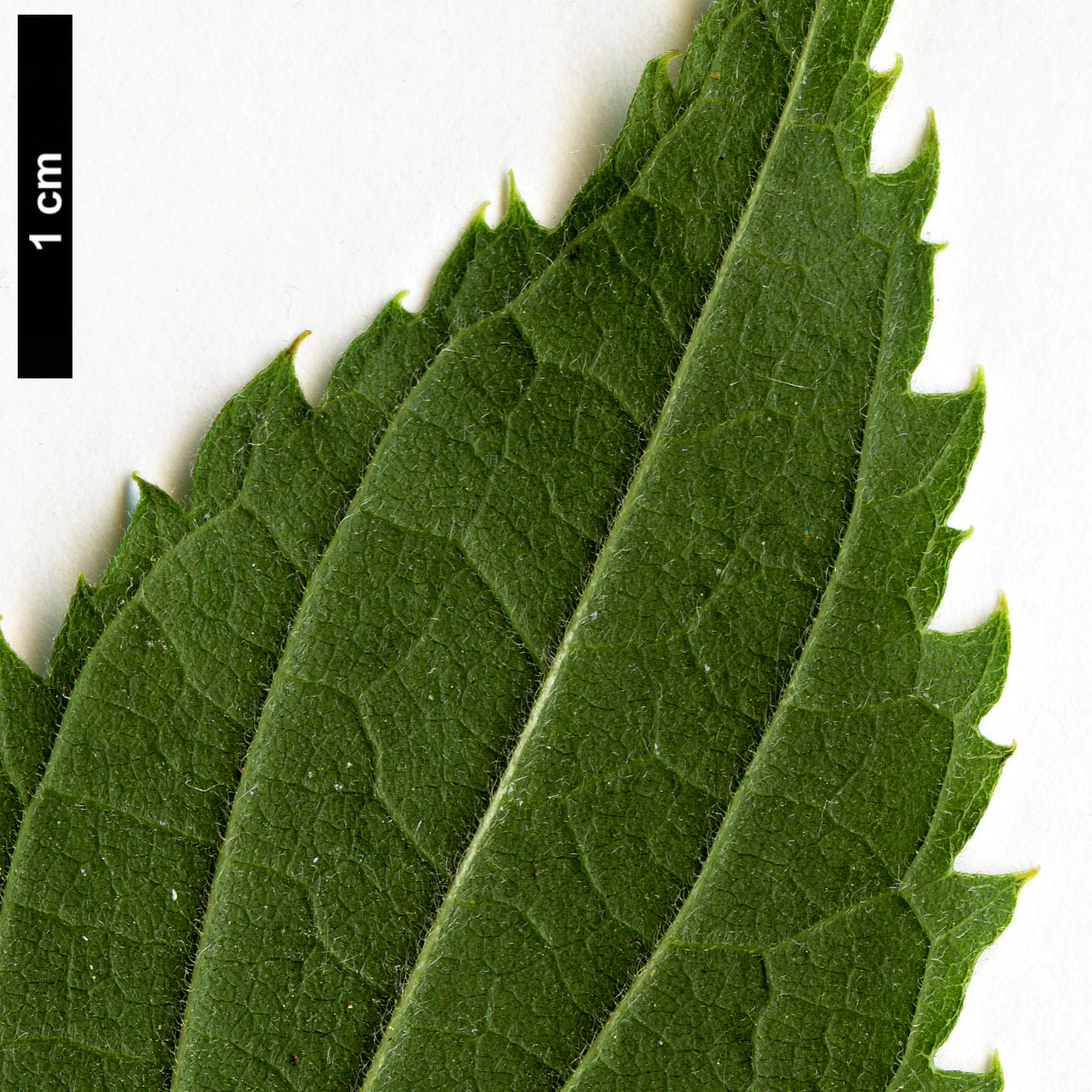 High resolution image: Family: Cannabaceae - Genus: Celtis - Taxon: australis