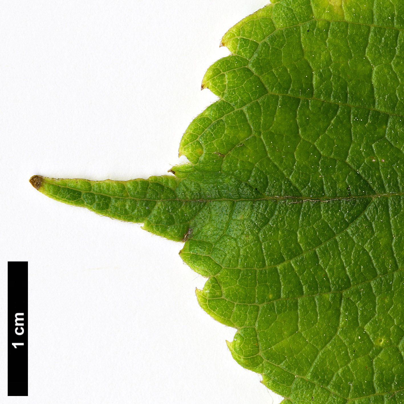 High resolution image: Family: Cannabaceae - Genus: Celtis - Taxon: julianae