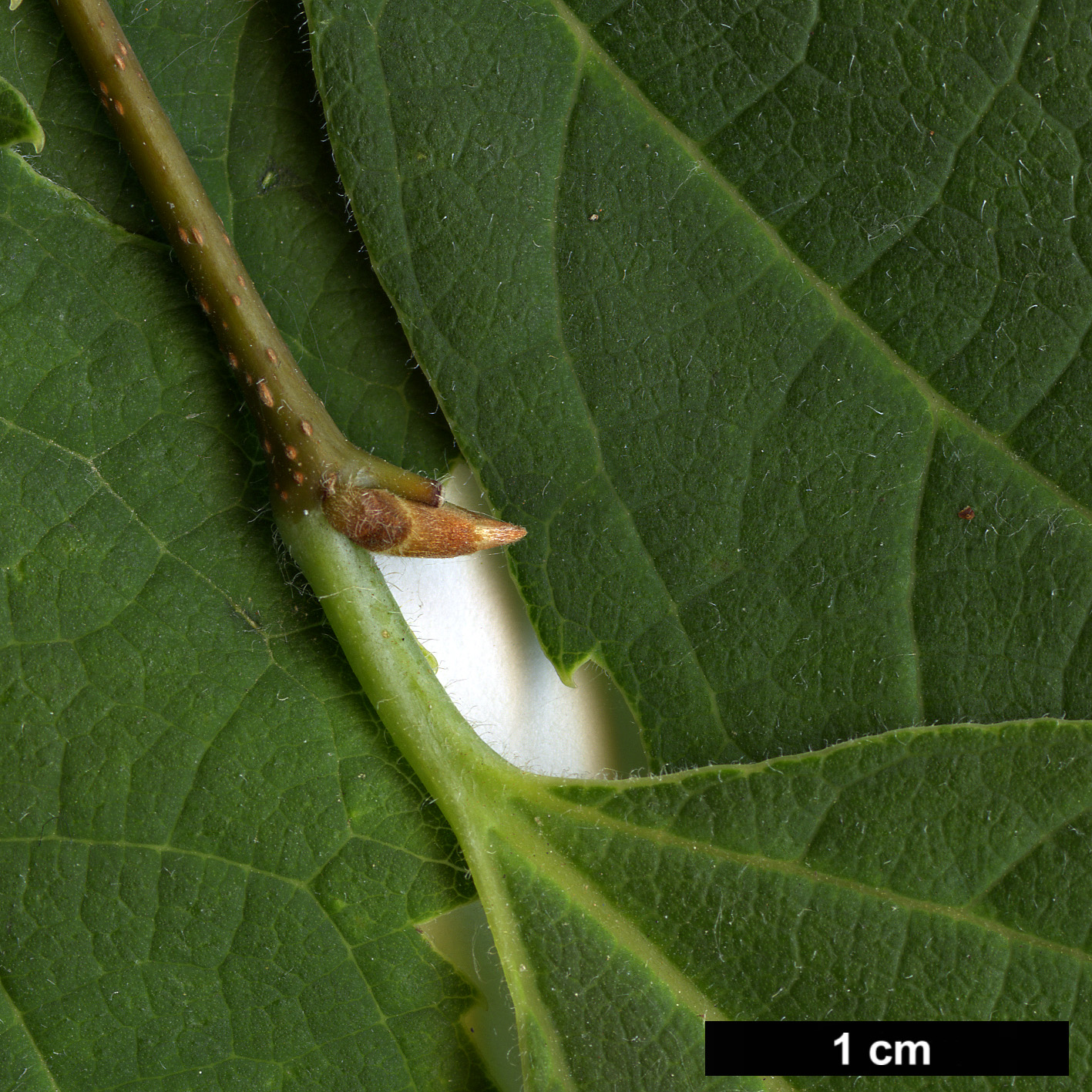 High resolution image: Family: Cannabaceae - Genus: Celtis - Taxon: koraiensis