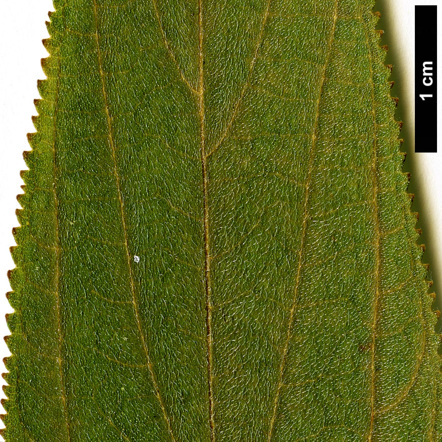 High resolution image: Family: Cannabaceae - Genus: Trema - Taxon: orientalis
