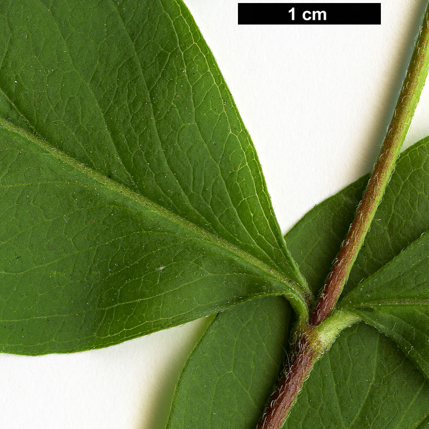 High resolution image: Family: Caprifoliaceae - Genus: Abelia - Taxon: mosanensis