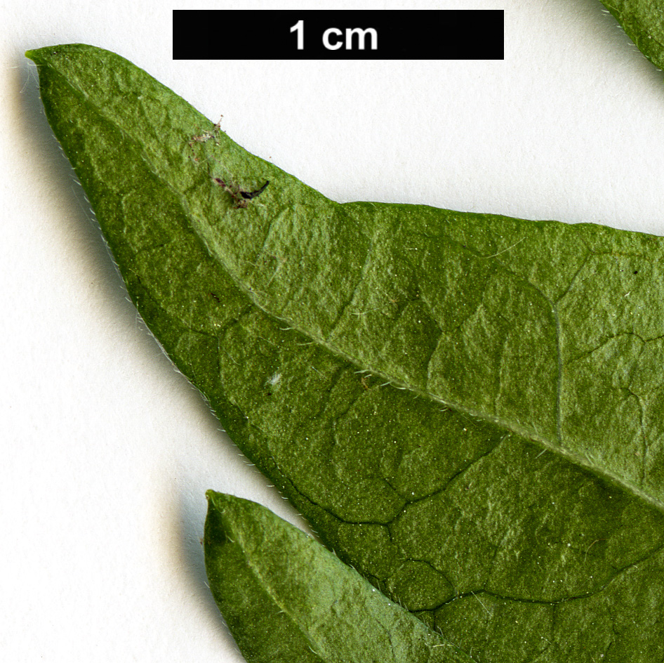 High resolution image: Family: Caprifoliaceae - Genus: Abelia - Taxon: parvifolia