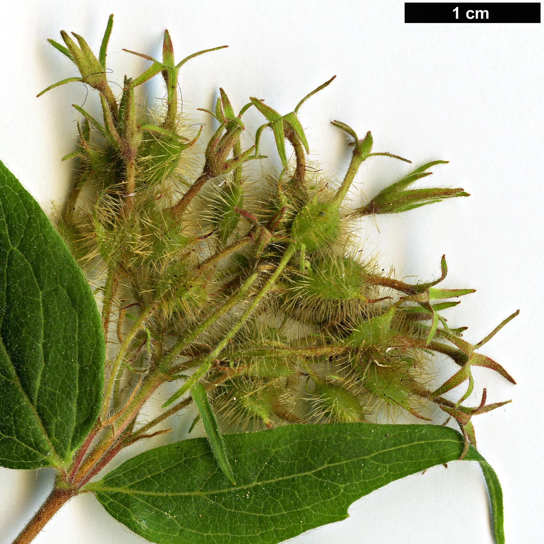 High resolution image: Family: Caprifoliaceae - Genus: Kolkwitzia - Taxon: amabilis