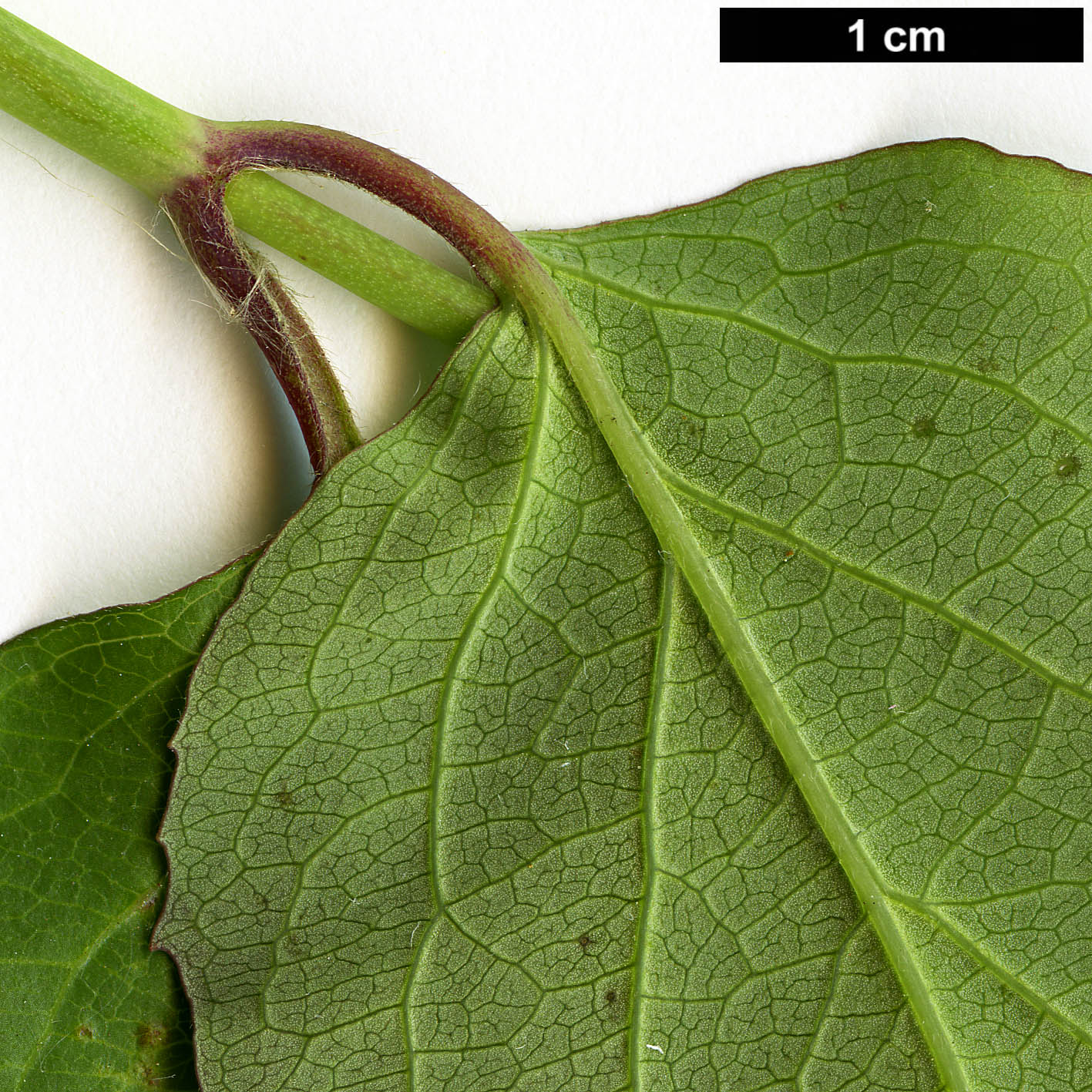 High resolution image: Family: Caprifoliaceae - Genus: Leycesteria - Taxon: formosa