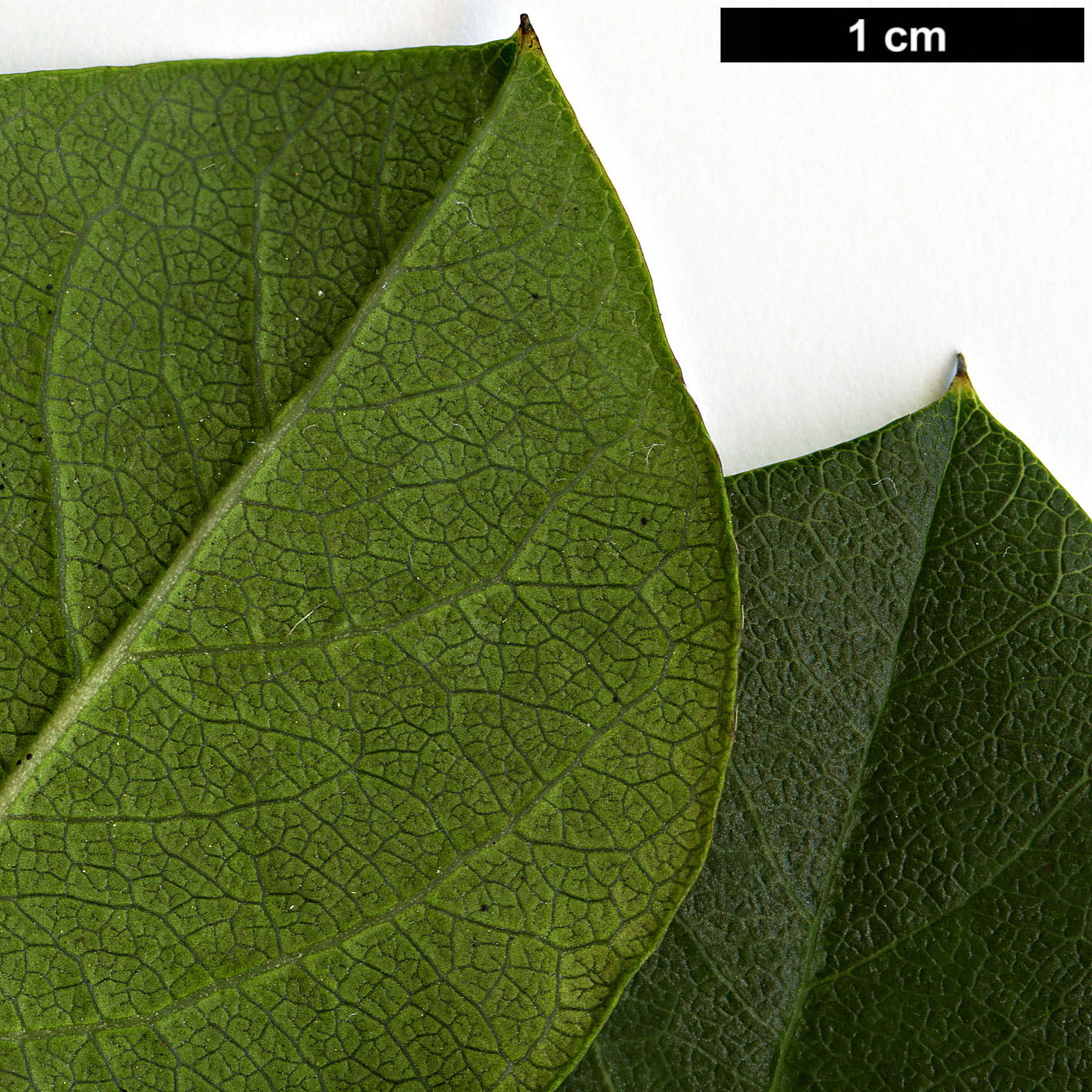 High resolution image: Family: Caprifoliaceae - Genus: Lonicera - Taxon: fragrantissima