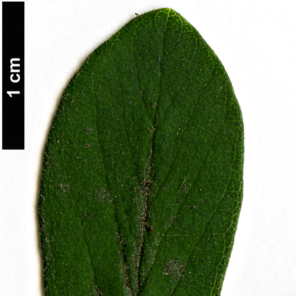 High resolution image: Family: Caprifoliaceae - Genus: Lonicera - Taxon: tangutica