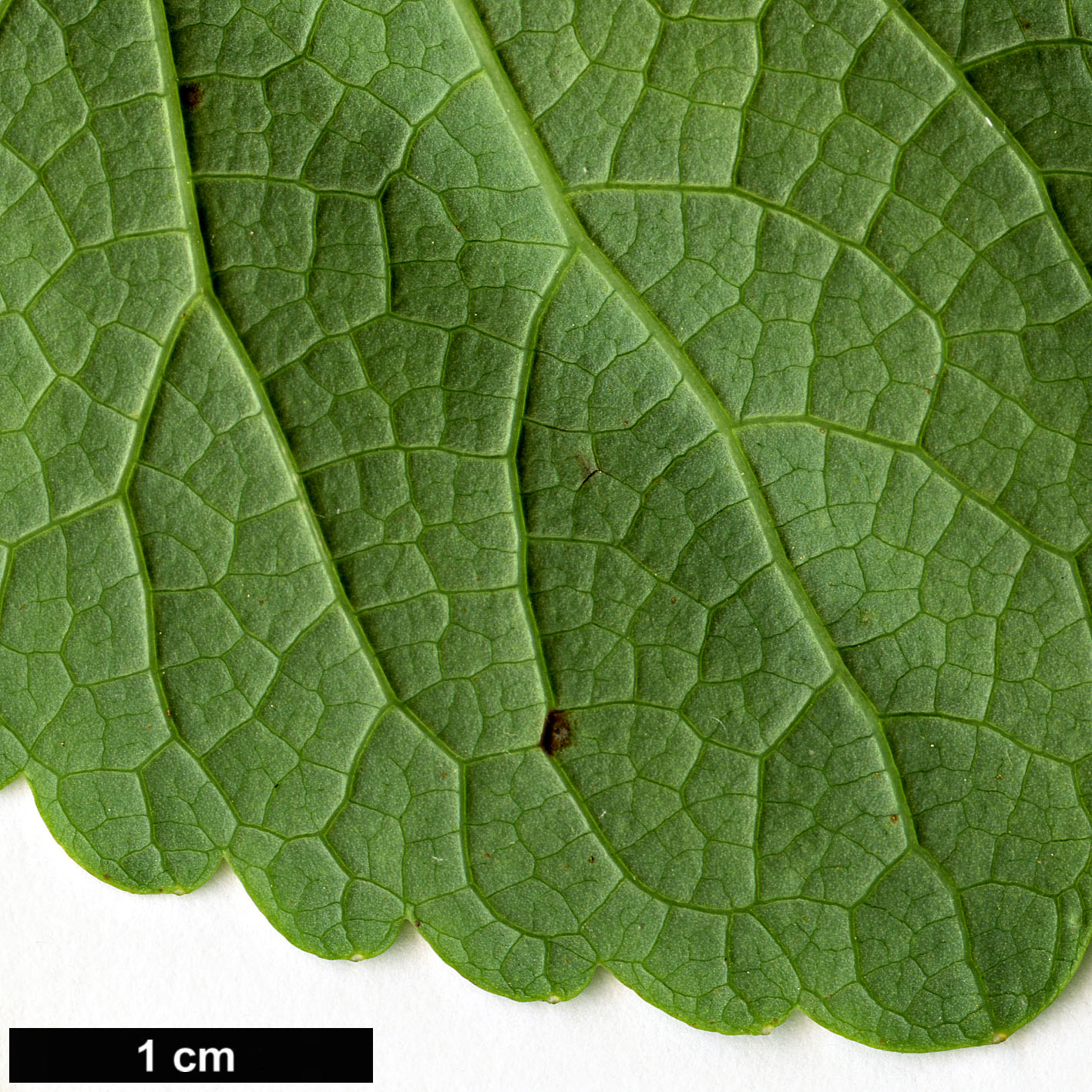 High resolution image: Family: Cercidiphyllaceae - Genus: Cercidiphyllum - Taxon: magnificum