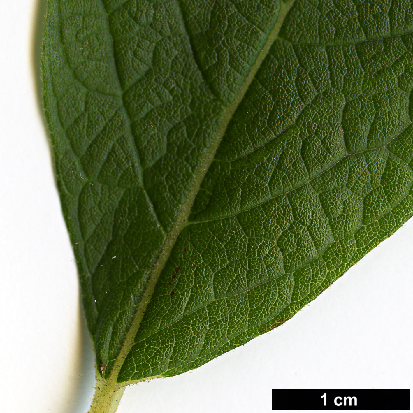 High resolution image: Family: Clethraceae - Genus: Clethra - Taxon: acuminata
