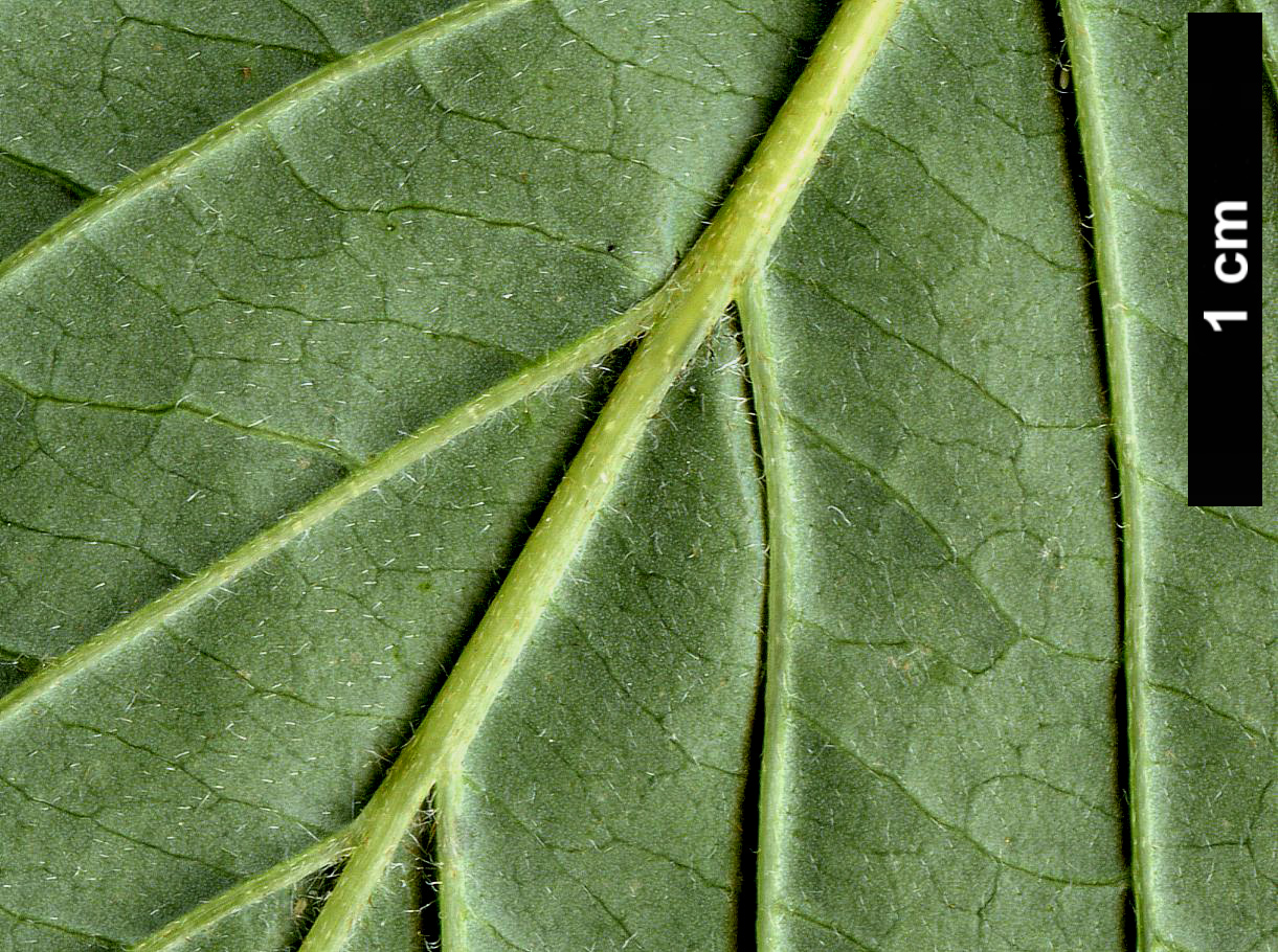 High resolution image: Family: Cornaceae - Genus: Cornus - Taxon: alba