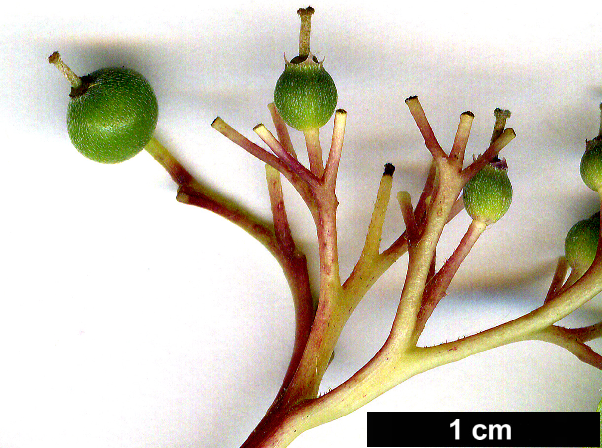 High resolution image: Family: Cornaceae - Genus: Cornus - Taxon: alternifolia