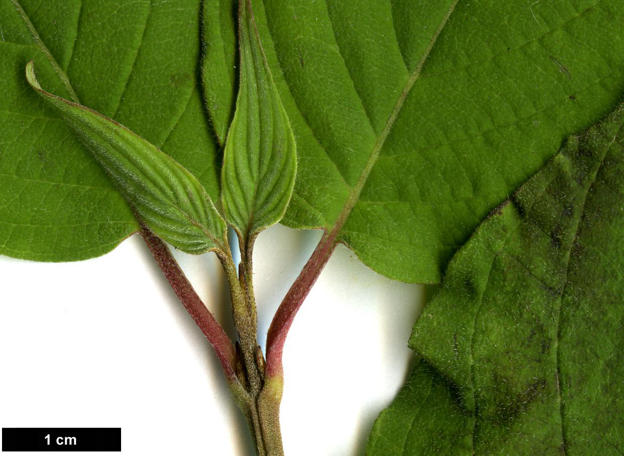 High resolution image: Family: Cornaceae - Genus: Cornus - Taxon: bretschneideri
