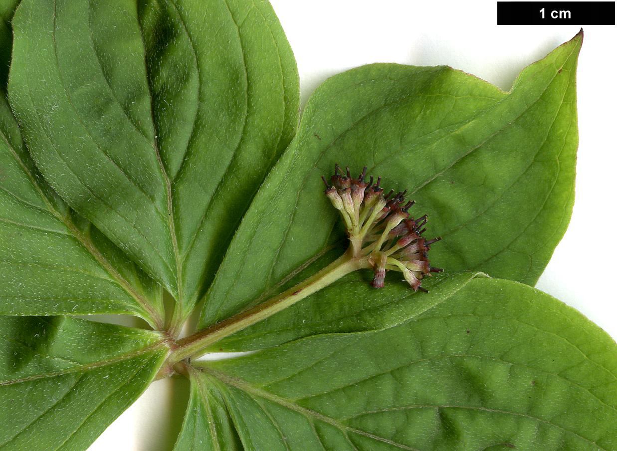 High resolution image: Family: Cornaceae - Genus: Cornus - Taxon: canadensis