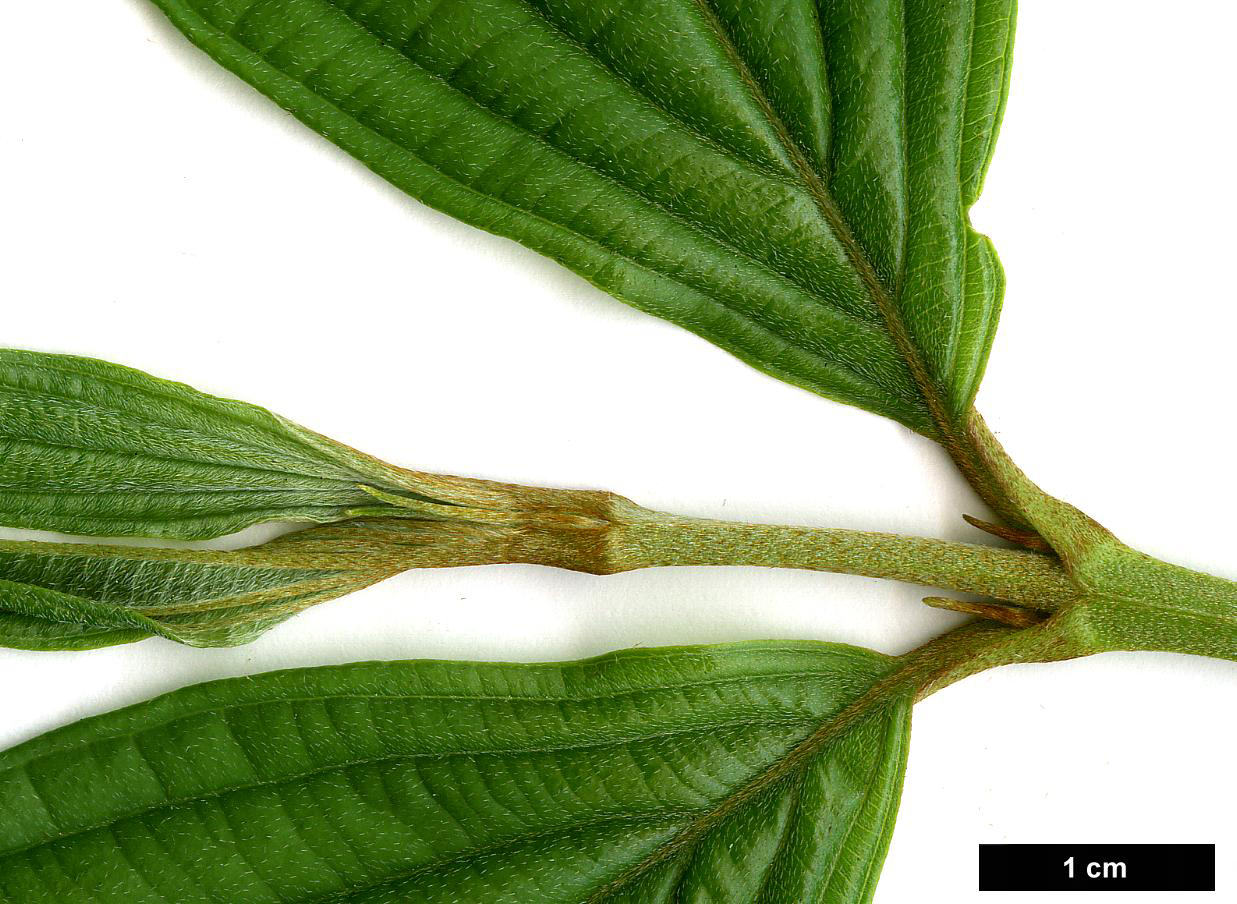 High resolution image: Family: Cornaceae - Genus: Cornus - Taxon: chinensis