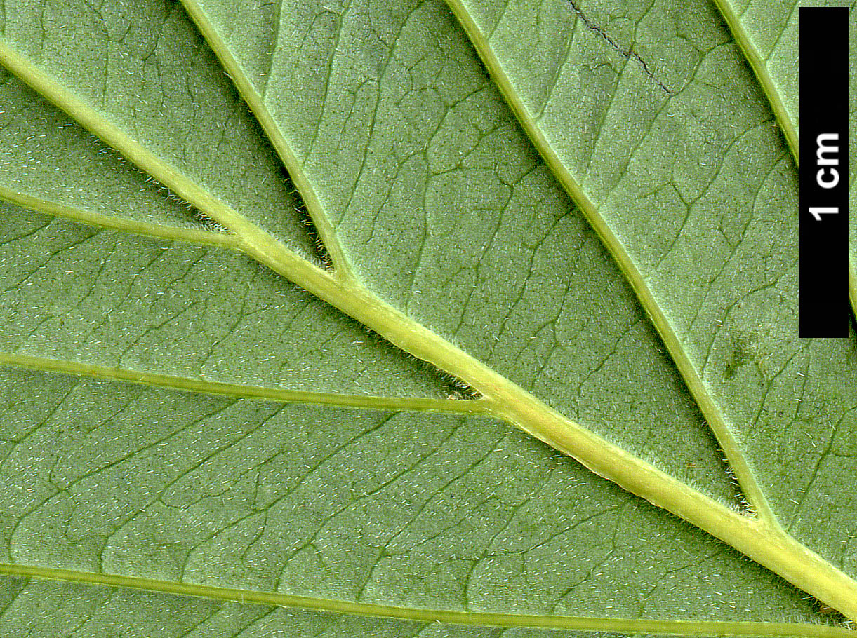 High resolution image: Family: Cornaceae - Genus: Cornus - Taxon: controversa