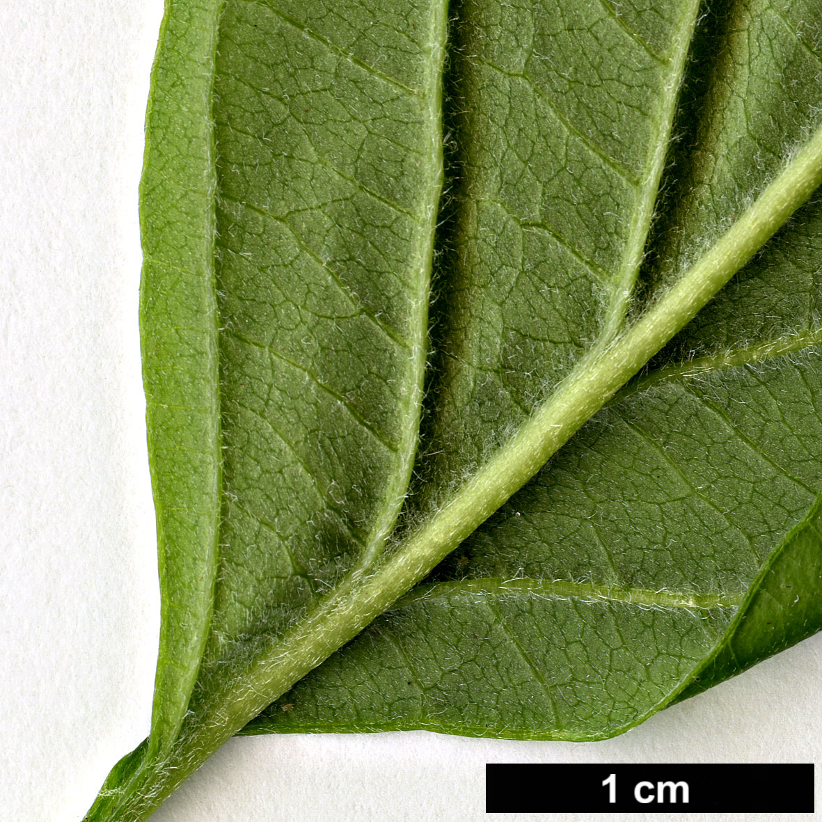 High resolution image: Family: Cornaceae - Genus: Cornus - Taxon: florida