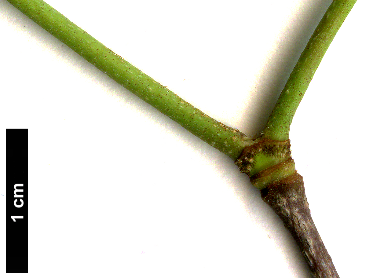 High resolution image: Family: Cornaceae - Genus: Cornus - Taxon: kousa