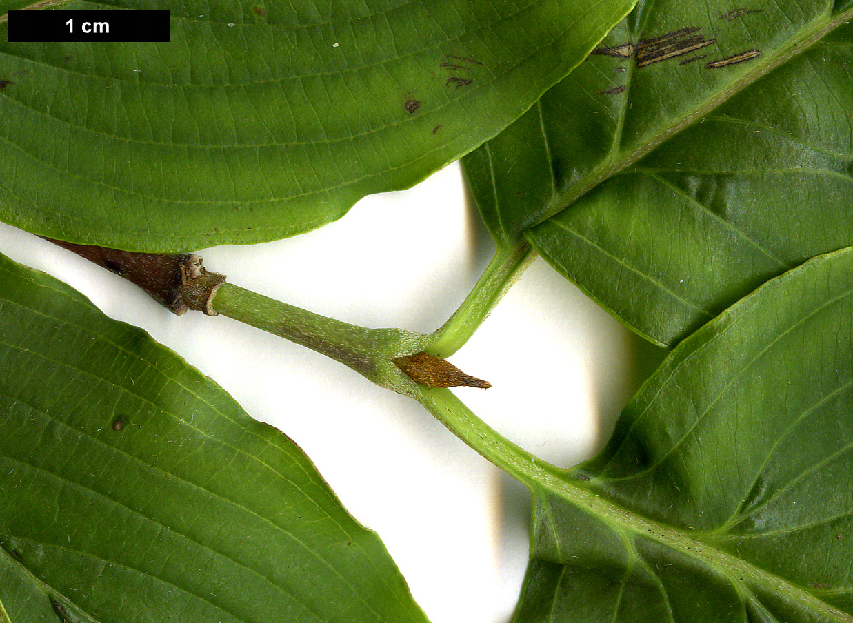 High resolution image: Family: Cornaceae - Genus: Cornus - Taxon: officinalis