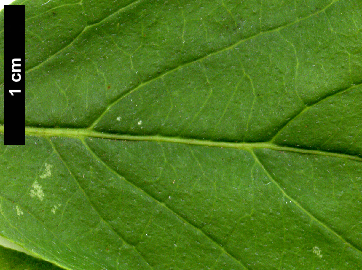 High resolution image: Family: Cornaceae - Genus: Cornus - Taxon: racemosa