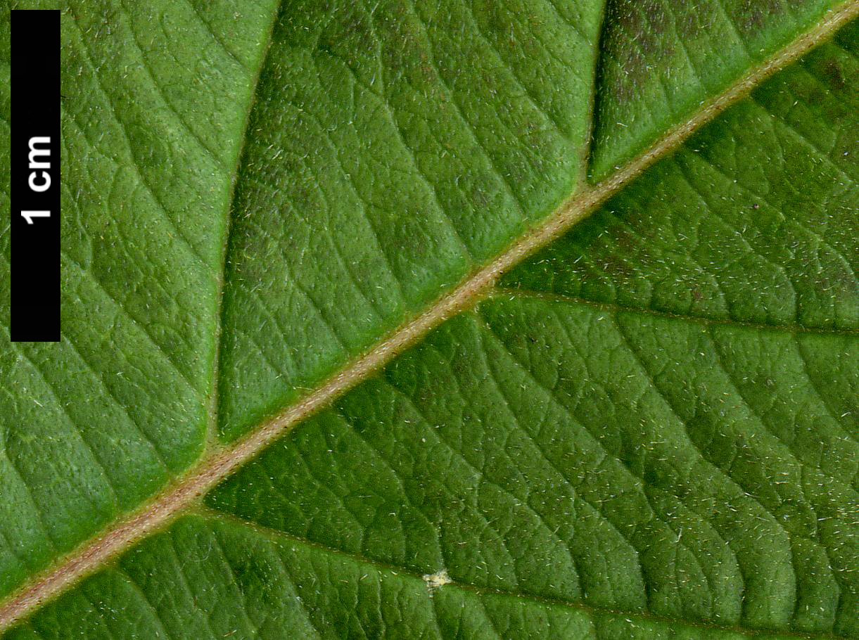 High resolution image: Family: Cornaceae - Genus: Cornus - Taxon: schindleri