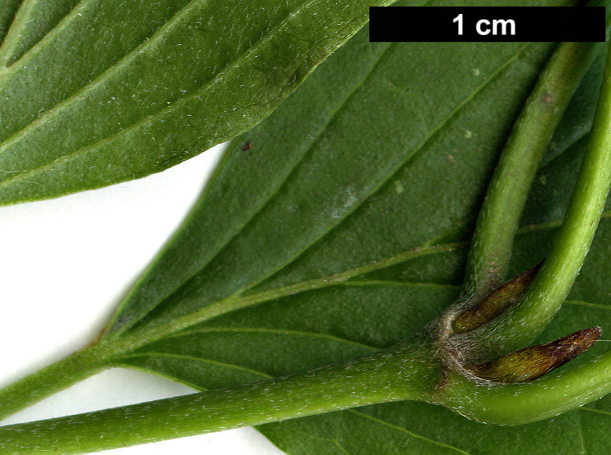 High resolution image: Family: Cornaceae - Genus: Cornus - Taxon: walteri
