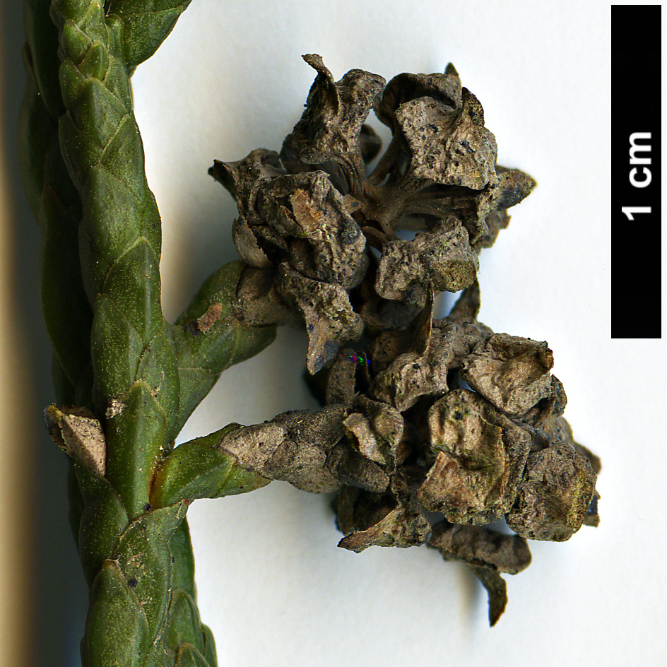 High resolution image: Family: Cupressaceae - Genus: Athrotaxis - Taxon: cupressoides