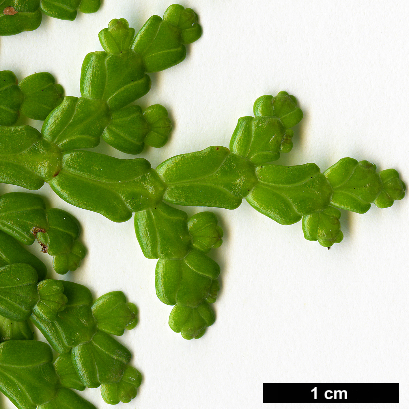 High resolution image: Family: Cupressaceae - Genus: Calocedrus - Taxon: rupestris