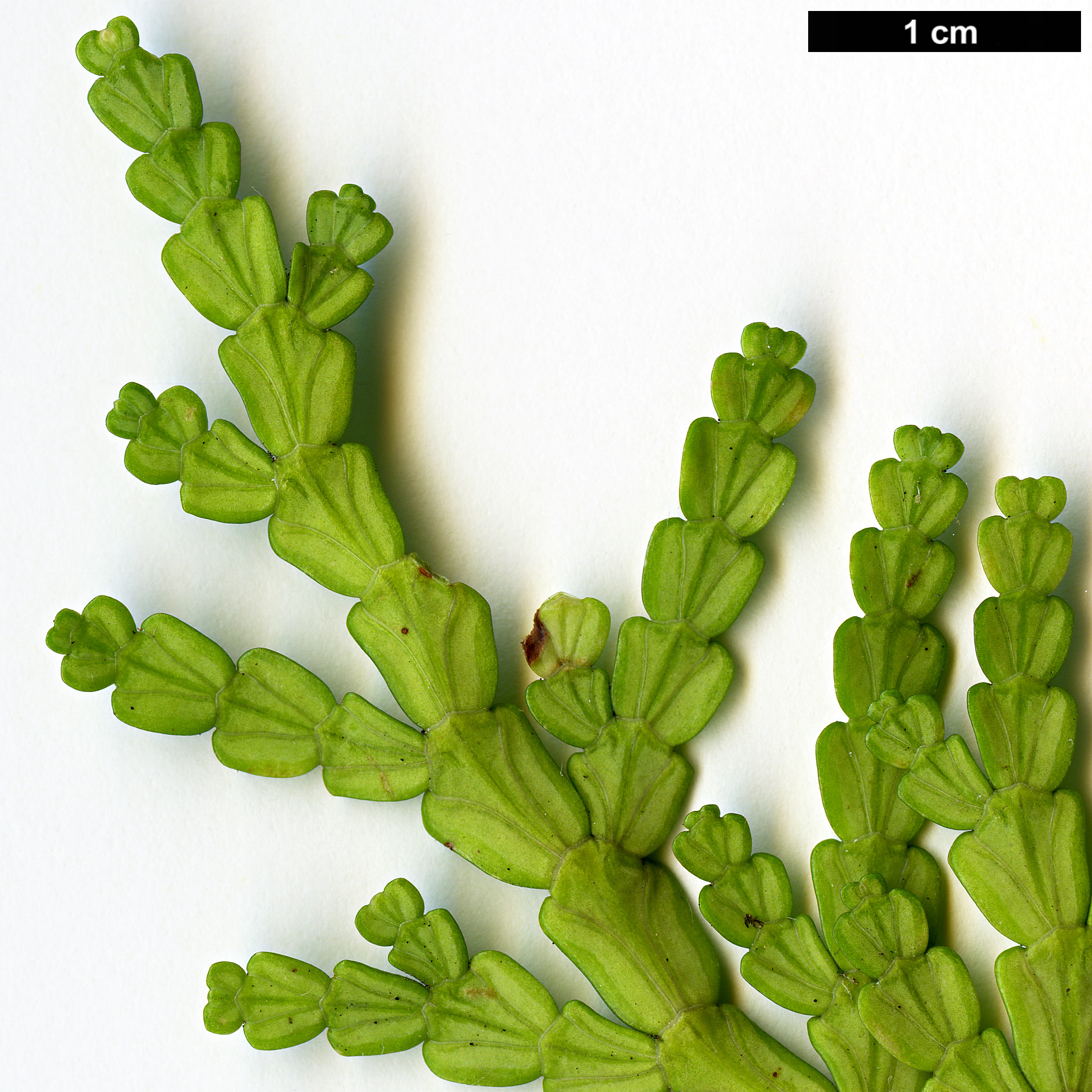 High resolution image: Family: Cupressaceae - Genus: Calocedrus - Taxon: rupestris