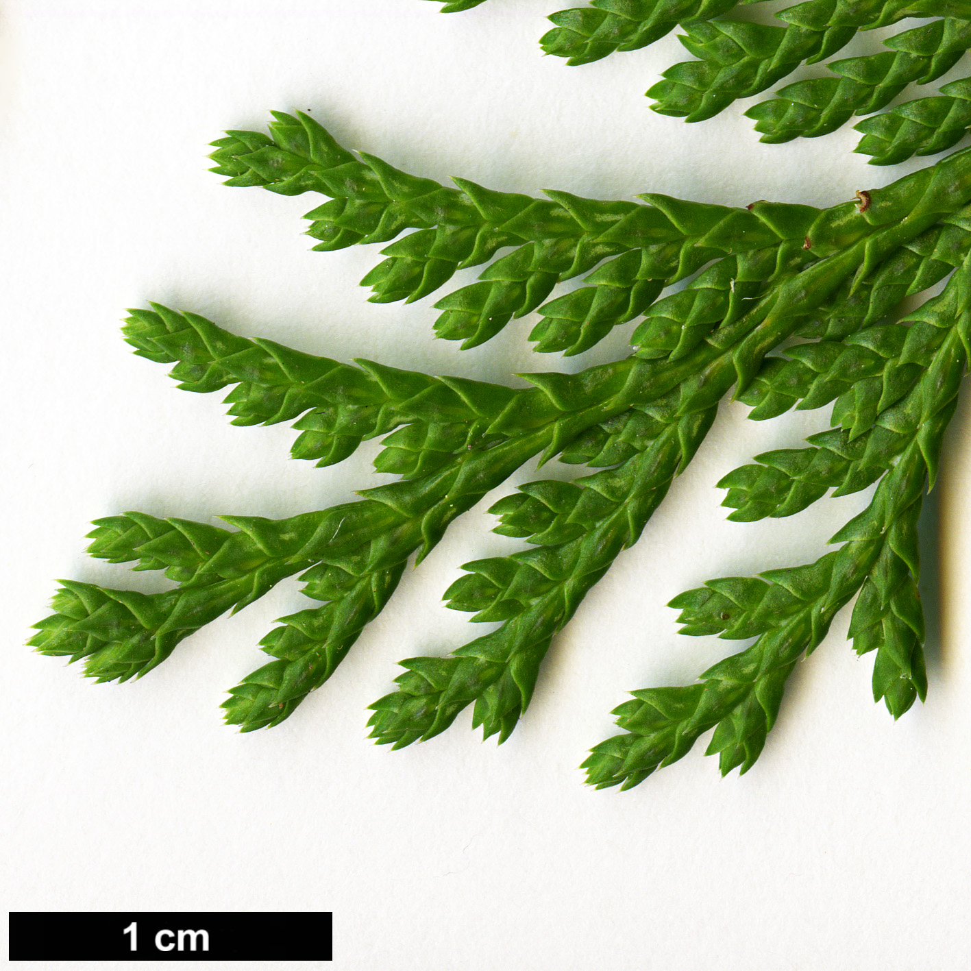 High resolution image: Family: Cupressaceae - Genus: Chamaecyparis - Taxon: pisifera