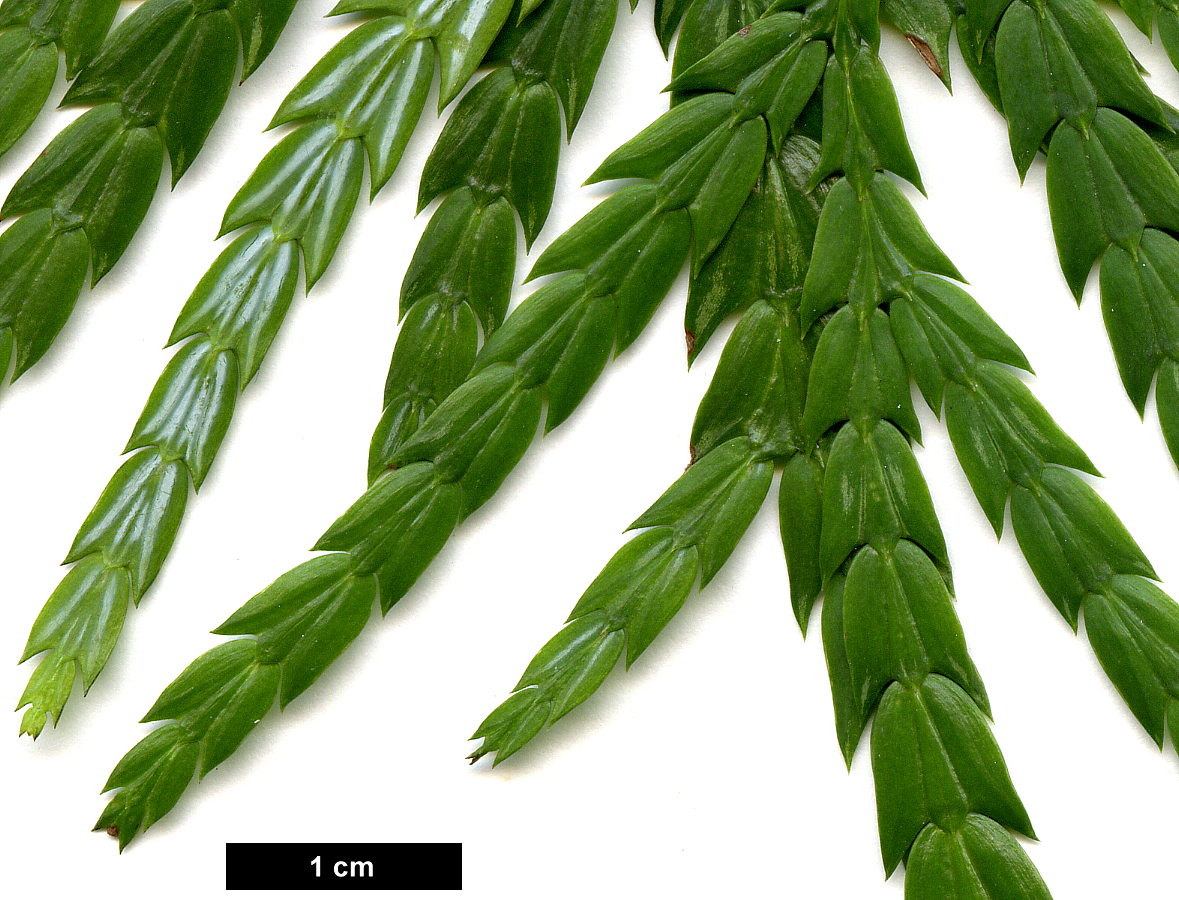 High resolution image: Family: Cupressaceae - Genus: Fokienia - Taxon: hodginsii
