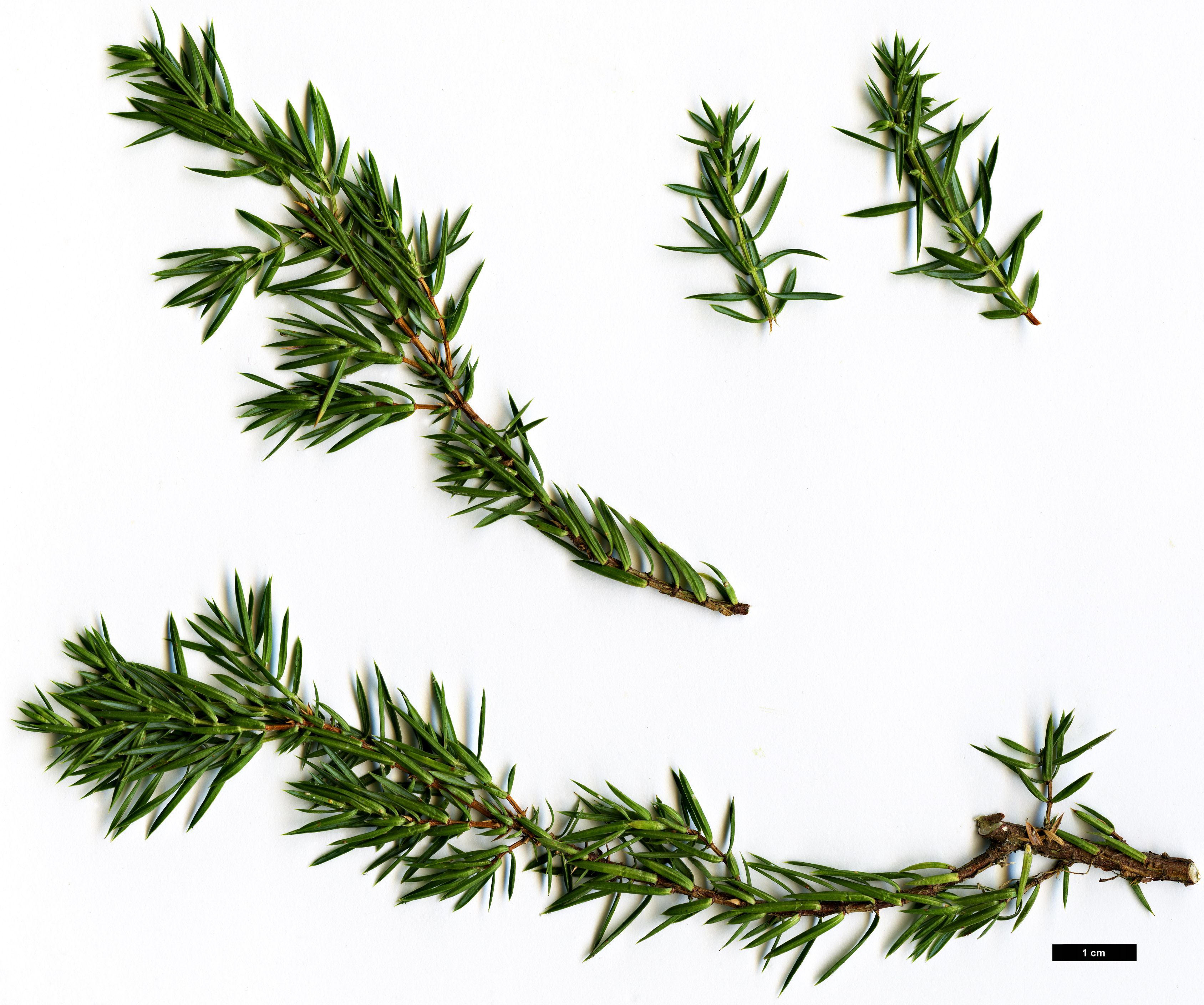 High resolution image: Family: Cupressaceae - Genus: Juniperus - Taxon: communis