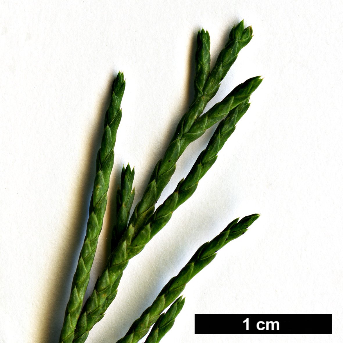High resolution image: Family: Cupressaceae - Genus: Juniperus - Taxon: horizontalis - SpeciesSub: 'Douglasii'