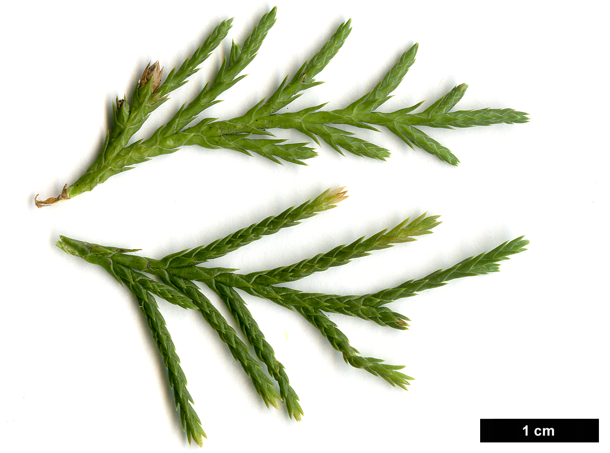 High resolution image: Family: Cupressaceae - Genus: Microbiota - Taxon: decussata