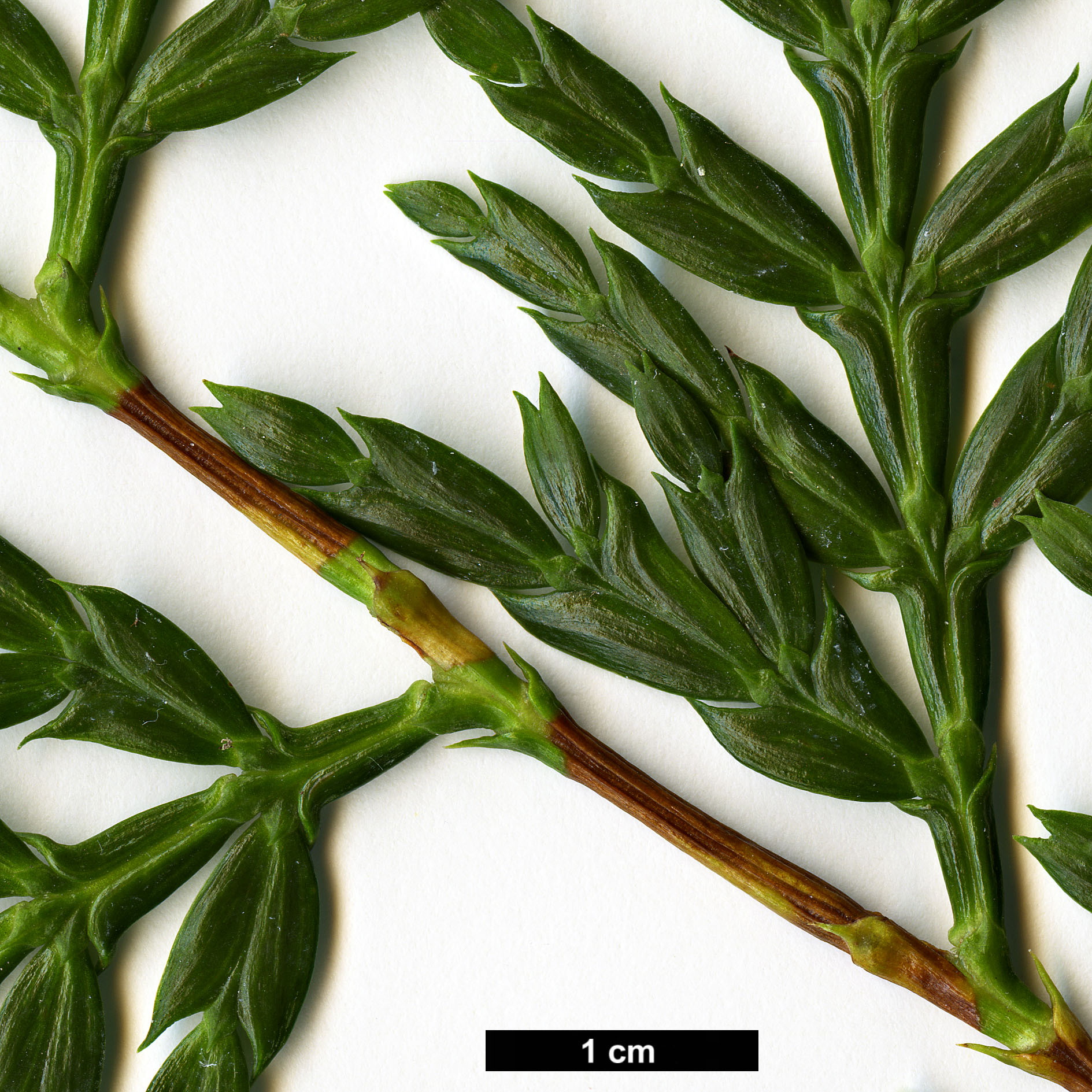 High resolution image: Family: Cupressaceae - Genus: Papuacedrus - Taxon: papuana