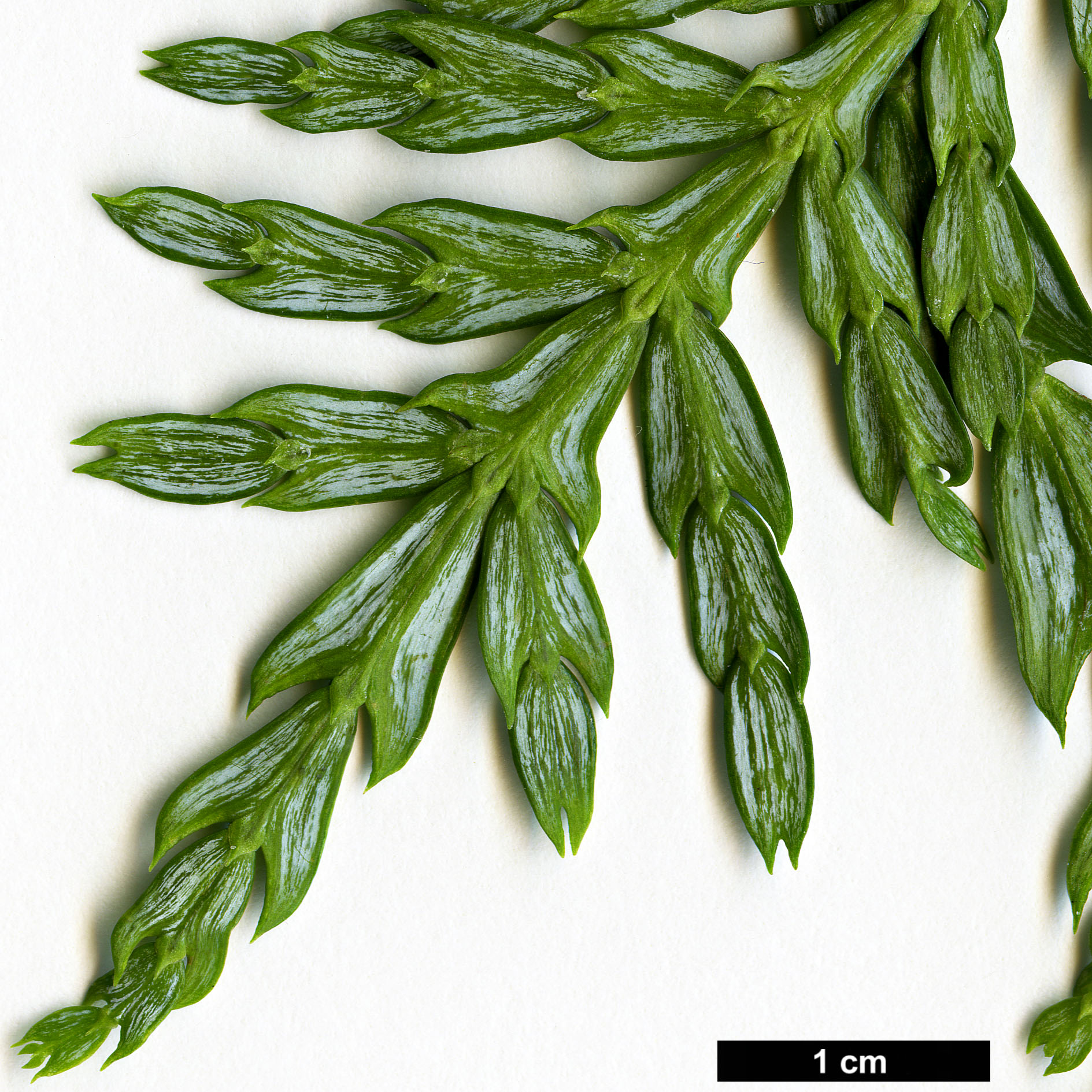 High resolution image: Family: Cupressaceae - Genus: Papuacedrus - Taxon: papuana