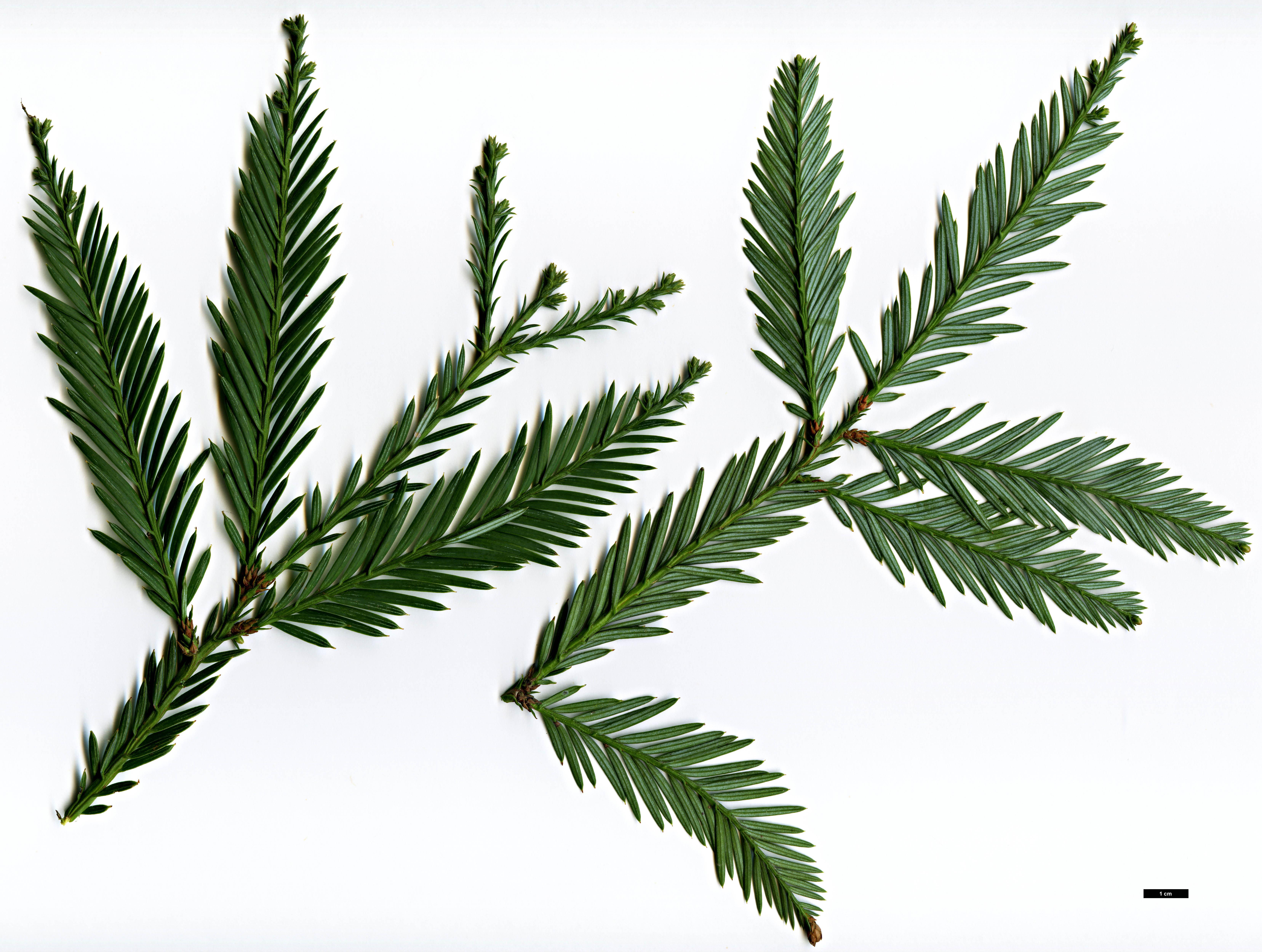 High resolution image: Family: Cupressaceae - Genus: Sequoia - Taxon: sempervirens
