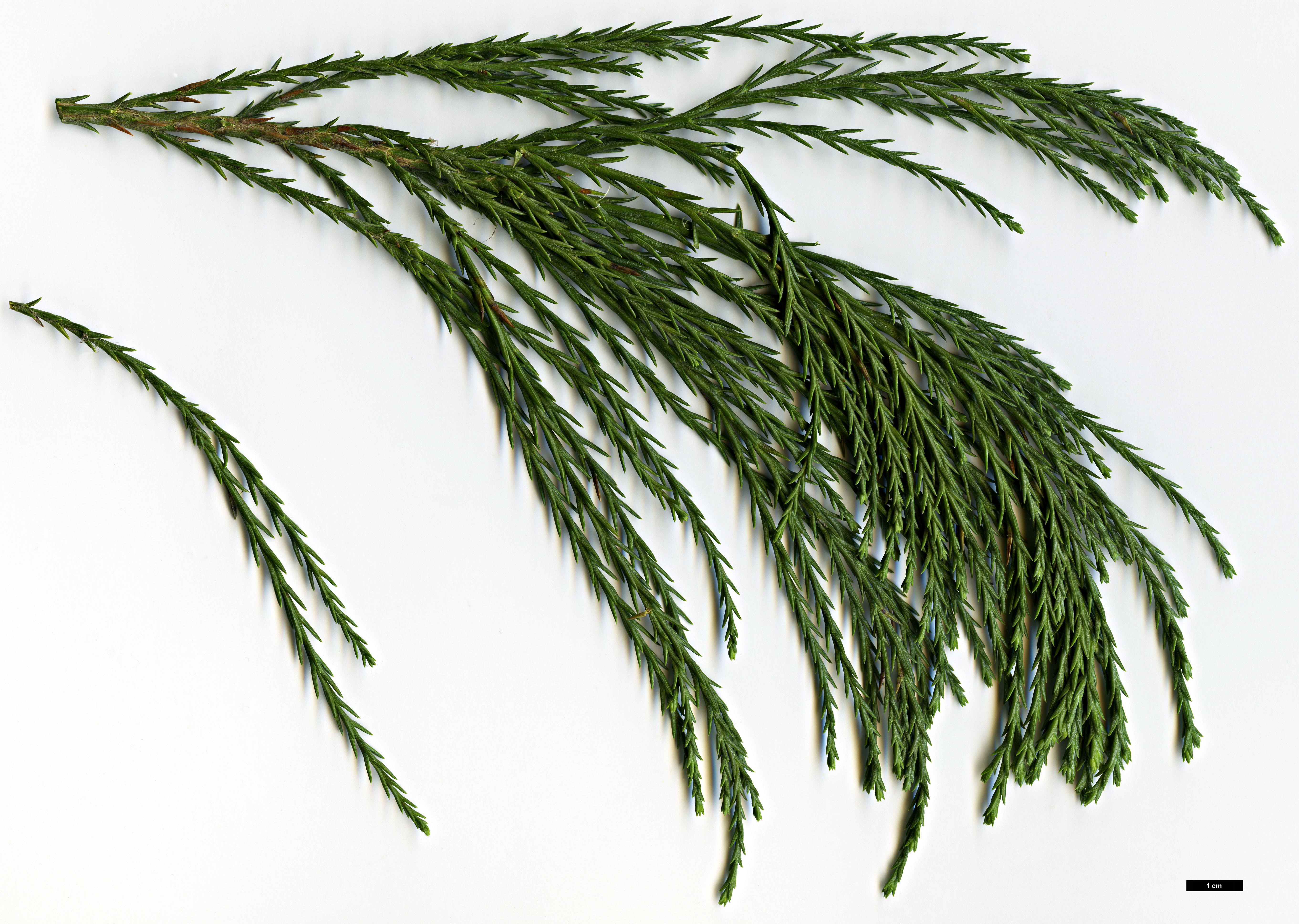 High resolution image: Family: Cupressaceae - Genus: Sequoiadendron - Taxon: giganteum