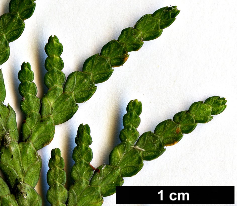 High resolution image: Family: Cupressaceae - Genus: Thuja - Taxon: occidentalis