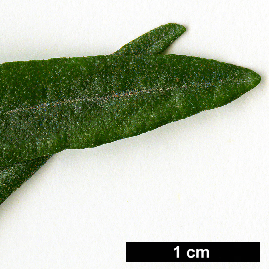 High resolution image: Family: Elaeagnaceae - Genus: Hippophae - Taxon: salicifolia