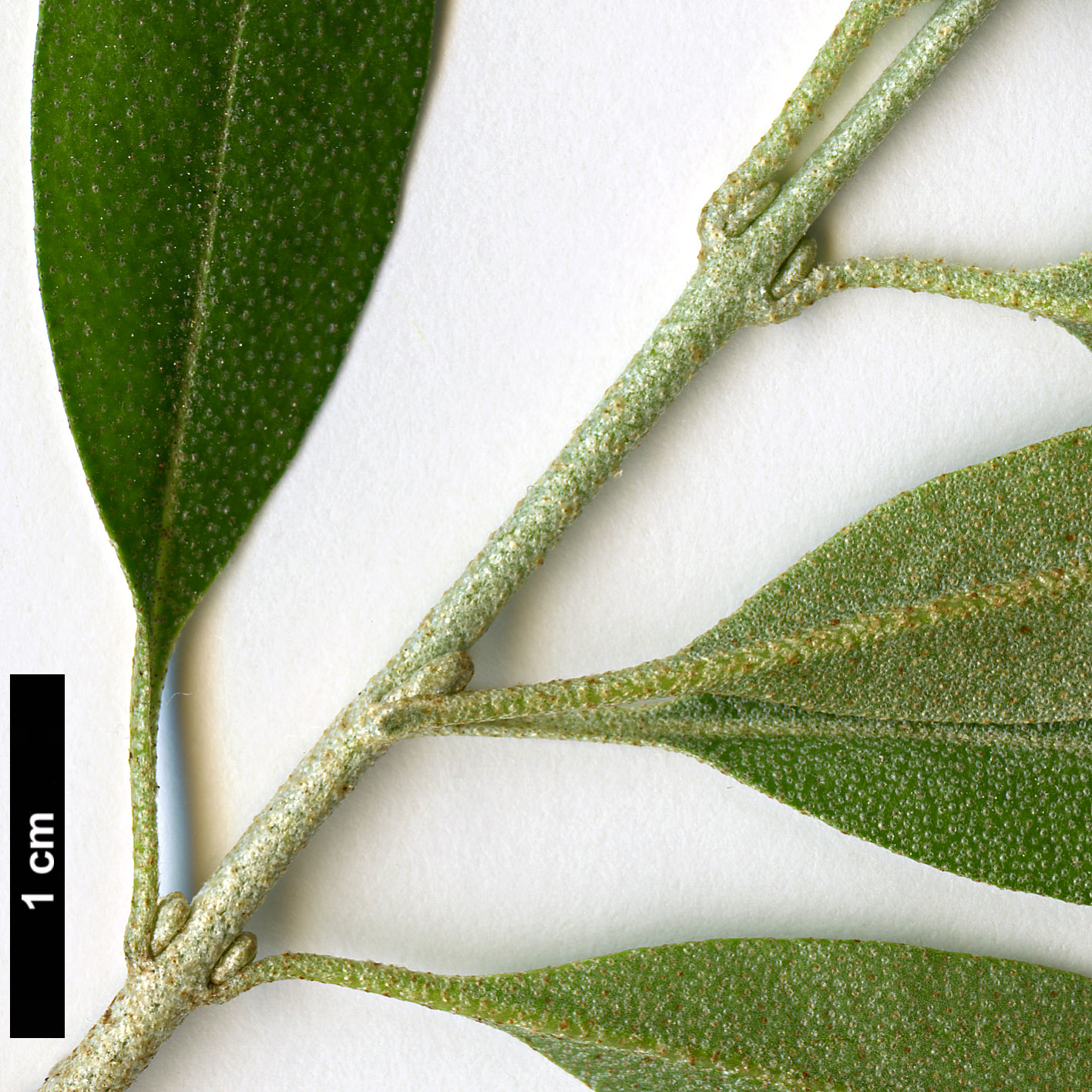 High resolution image: Family: Elaeagnaceae - Genus: Shepherdia - Taxon: argentea