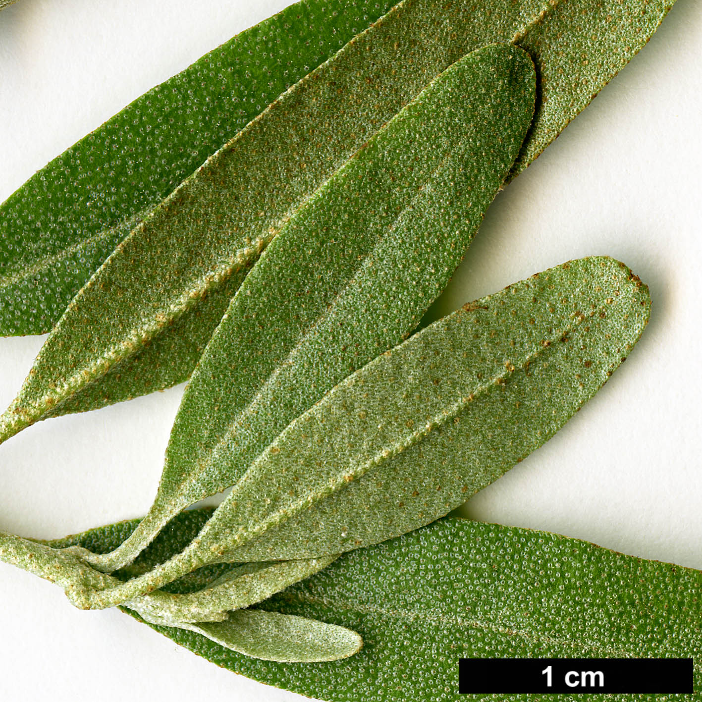 High resolution image: Family: Elaeagnaceae - Genus: Shepherdia - Taxon: argentea