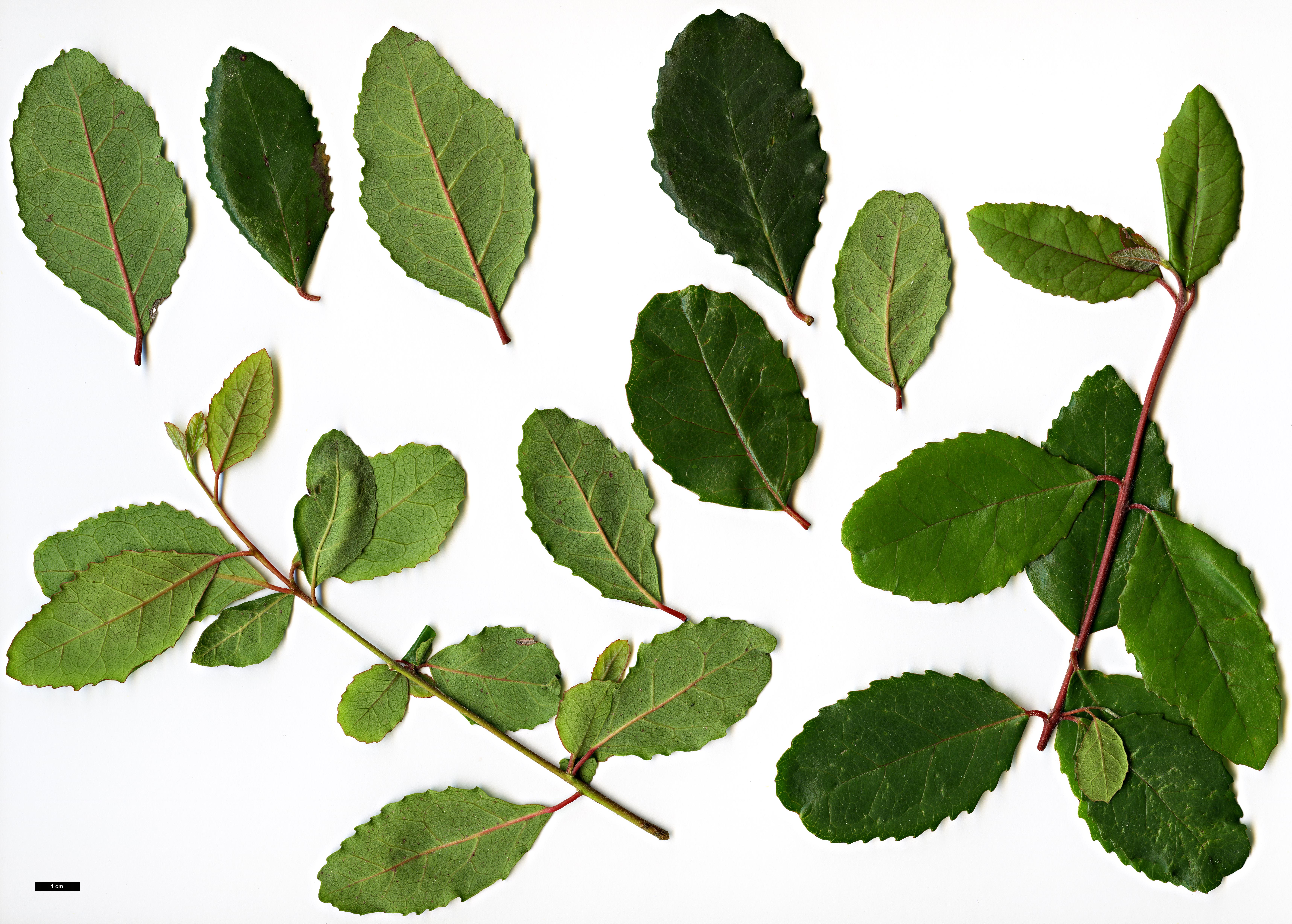 High resolution image: Family: Elaeocarpaceae - Genus: Crinodendron - Taxon: patagua